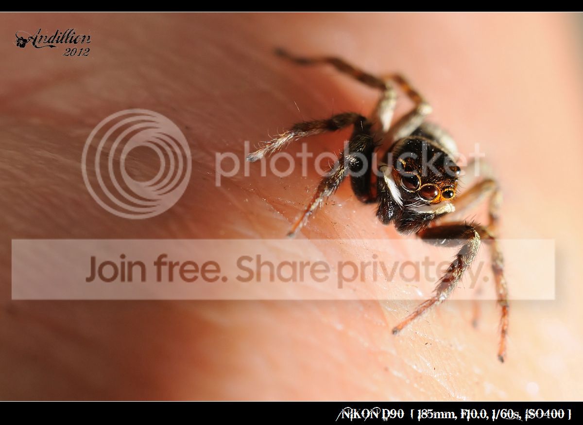 花蛤沙蛛, 雄 (跳蛛既眼睛几时都咁吸引~)